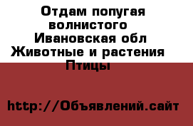 Отдам попугая волнистого - Ивановская обл. Животные и растения » Птицы   